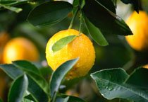 尿毒癥患者容易發生脫水   日常要注意哪些飲食習慣